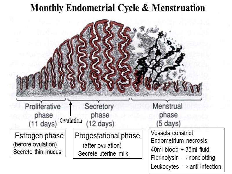 Monthly Endometrial Cycle & Menstruation  Estrogen phase (before ovulation) Secrete thin mucus Progestational